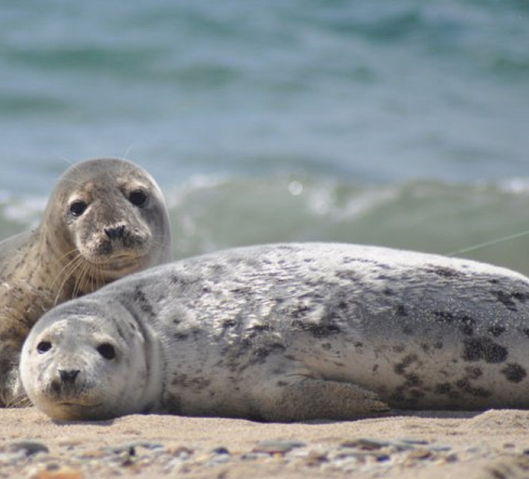 Nordstrand: Seal watching on the Wadden Sea