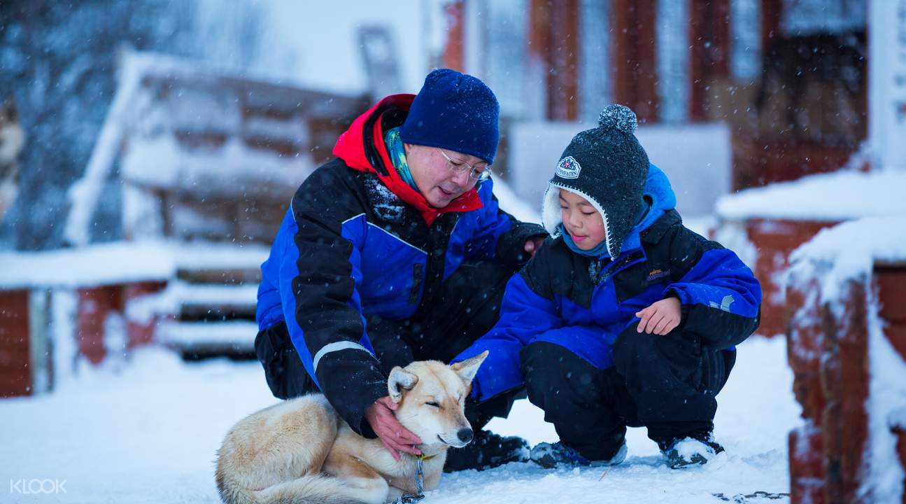 Husky Dog Sledding - HolidaySG