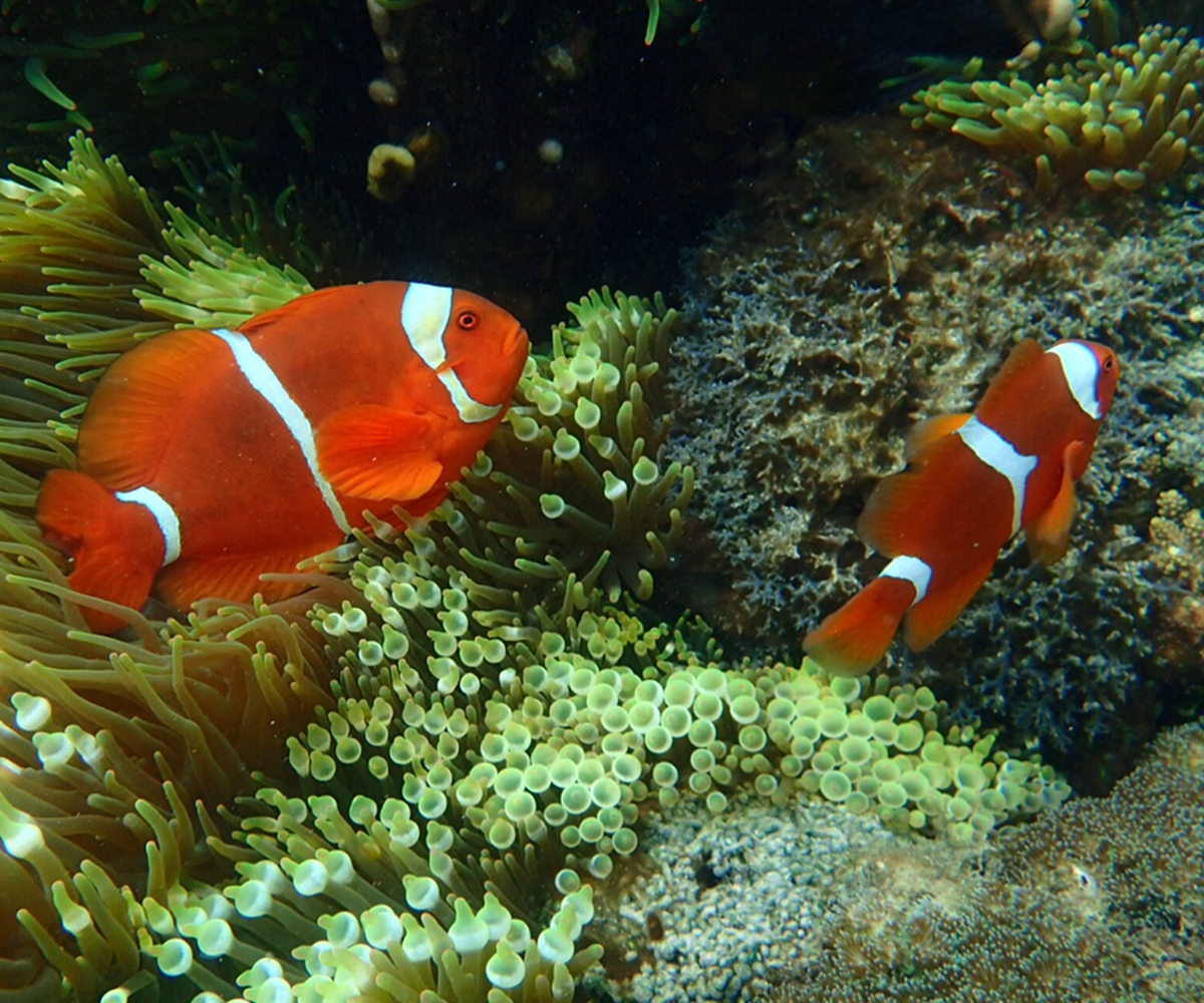 Dreamer Island Day Trip Diving with Lunch & Hotel Transfer - HolidaySG