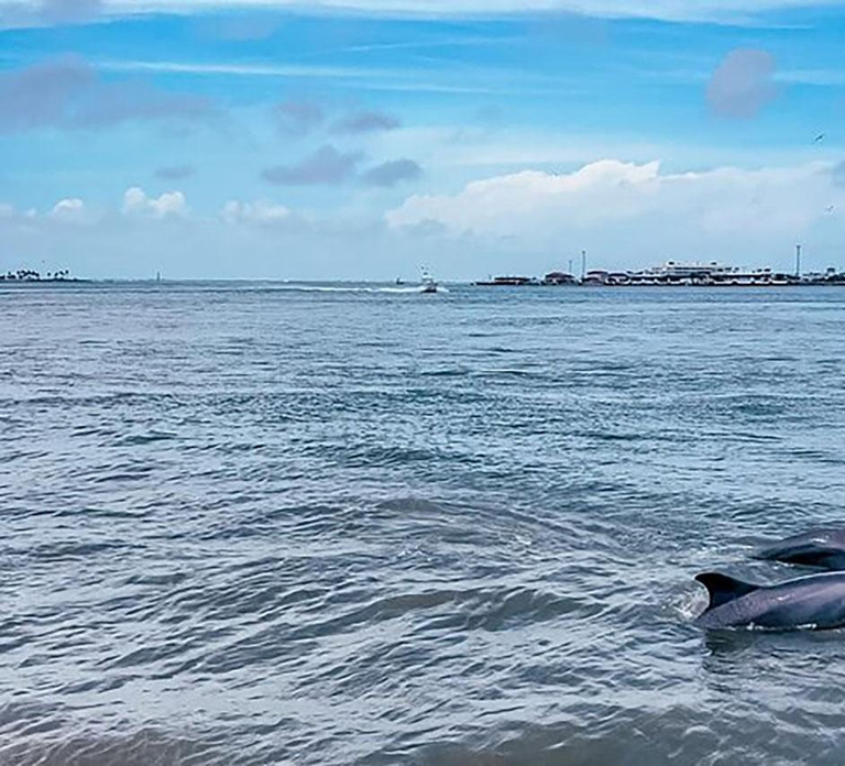 Galveston: Dolphin-Watching Cruise