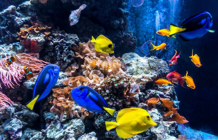 SEA LIFE Berlin tickets