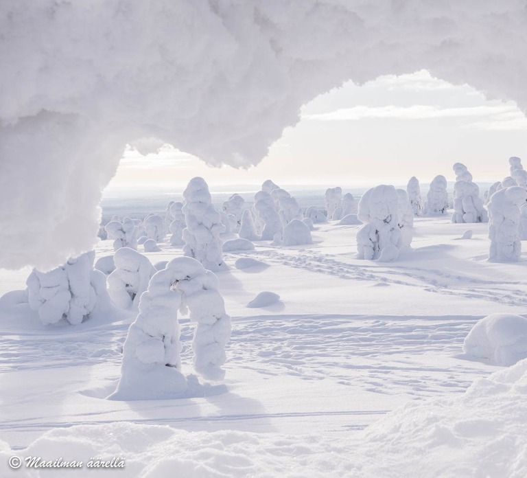 From Rovaniemi: Winter Wonderland Hike with a Hot Drink