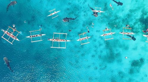 1-day tour to Oslob whale sharks + Kawasan Falls canyoneering in Cebu, Philippines Day Tours - HolidaySG