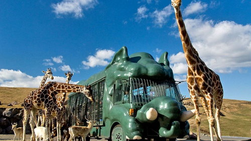 1-day tour to Kyushu Wildlife Park African Safari: Beppu Umi Jigoku + Yufuin Panorama + Mount Yufu Trailhead Day Tours