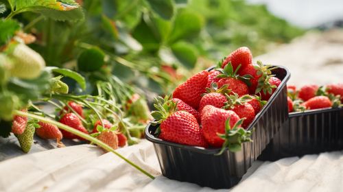 Departing from Seoul: Strawberry Picking + Eobi Valley + Nami Island + The Garden of Morning Calm Day Tours