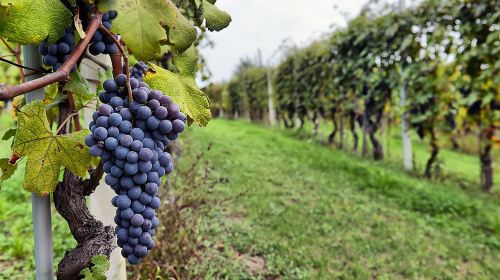 Sonoma Wine Tour with 2 Tastings Included Small-Group Half Day  Day Tours