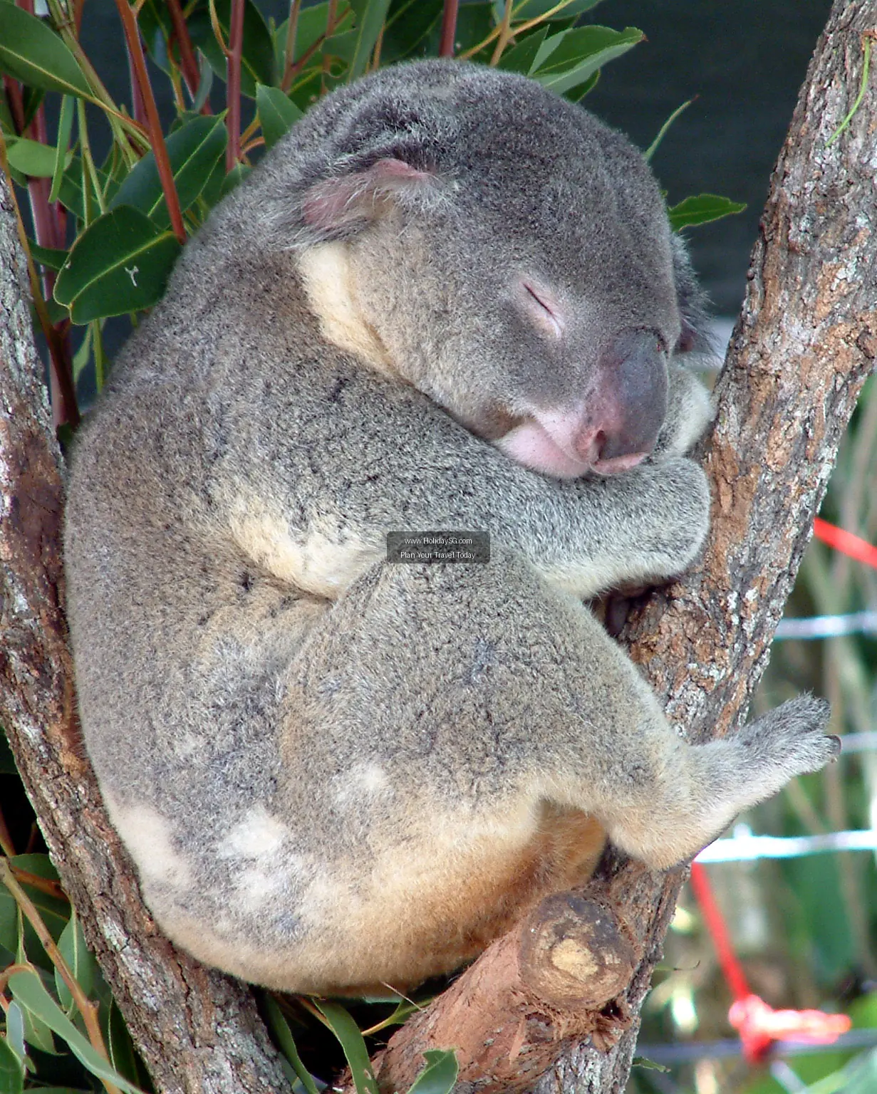 Cairns Australia 002
