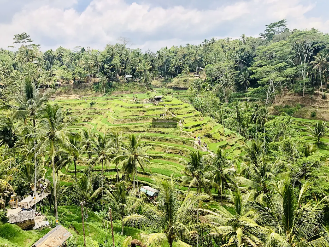 Tegallalang Rice Terraces Indonesia 001