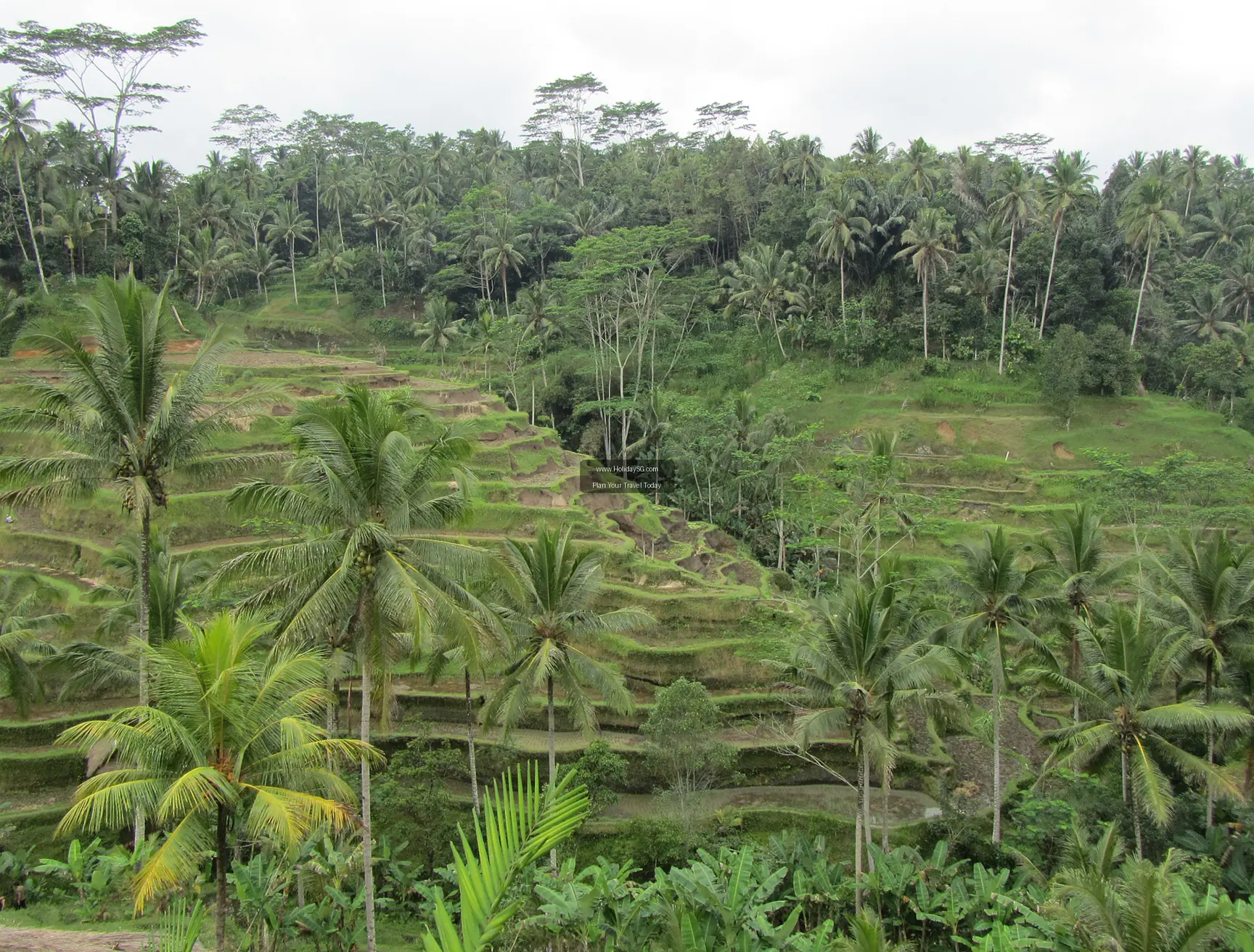 Tegallalang Rice Terraces Indonesia 002
