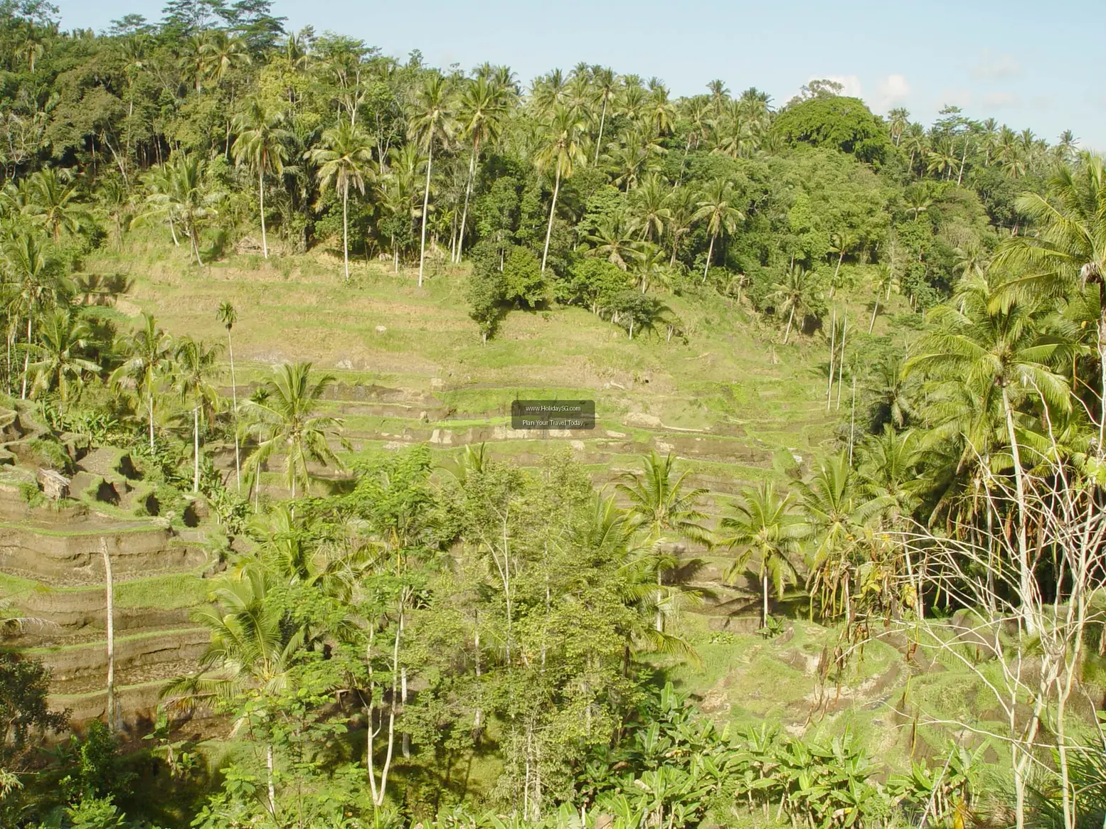 Tegallalang Rice Terraces Indonesia 003