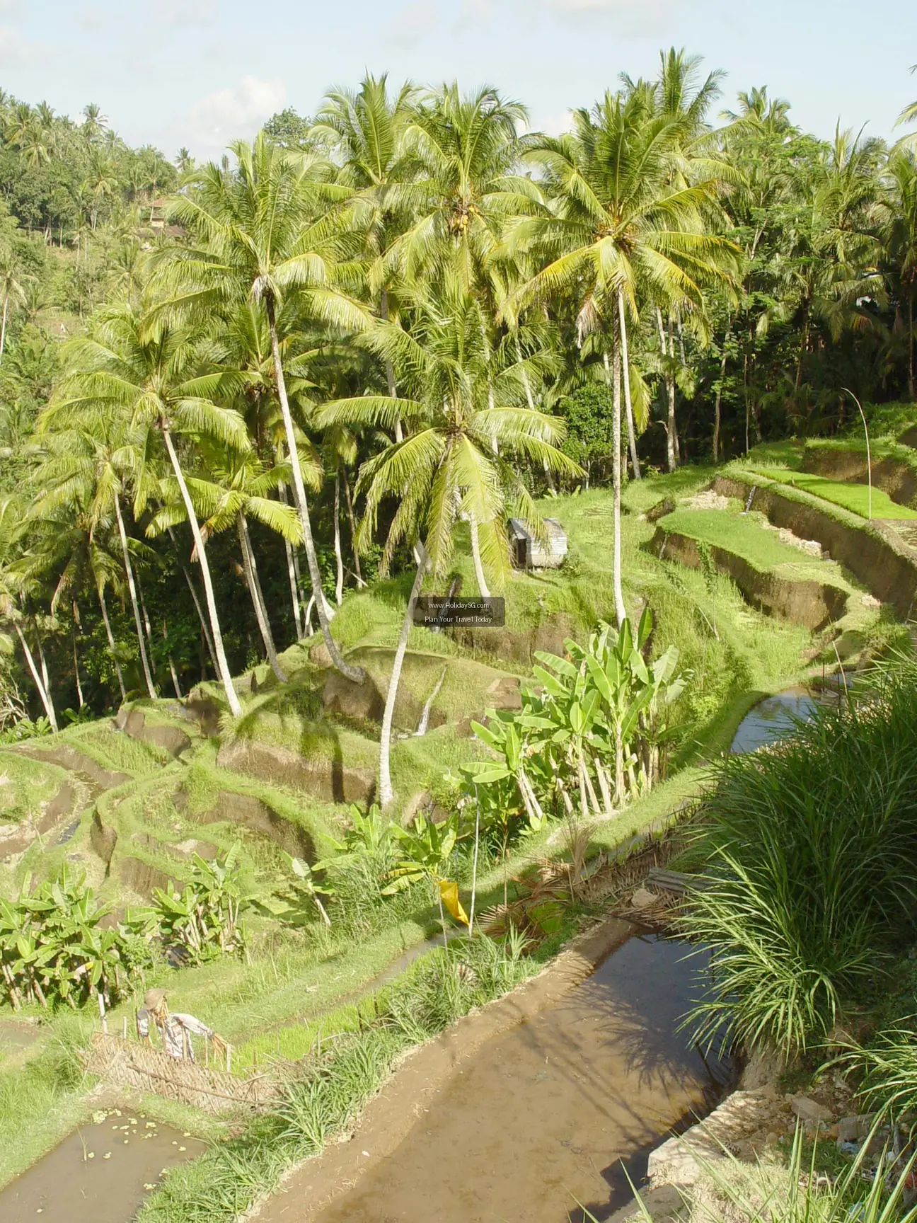 Tegallalang Rice Terraces Indonesia 004