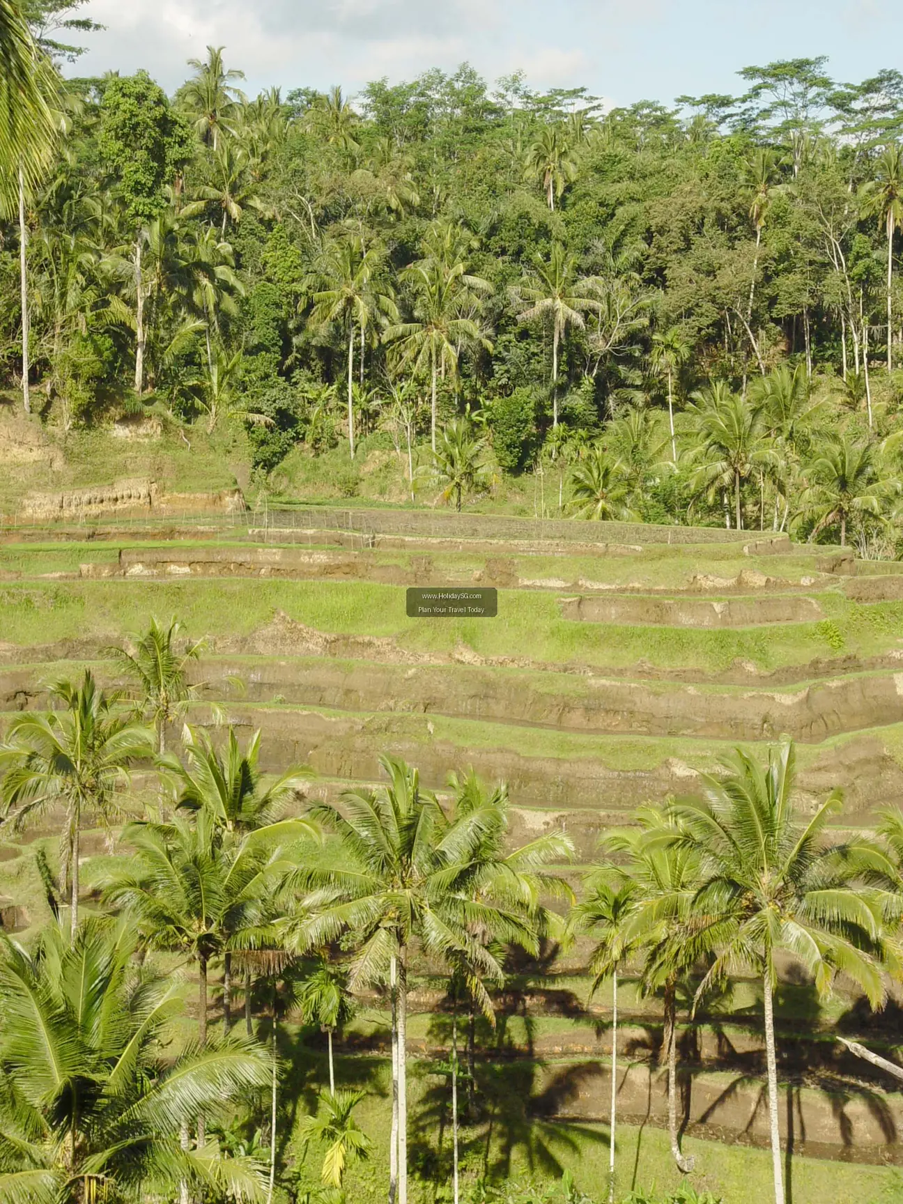 Tegallalang Rice Terraces, Indonesia – Best Time to Visit & Practical Tips