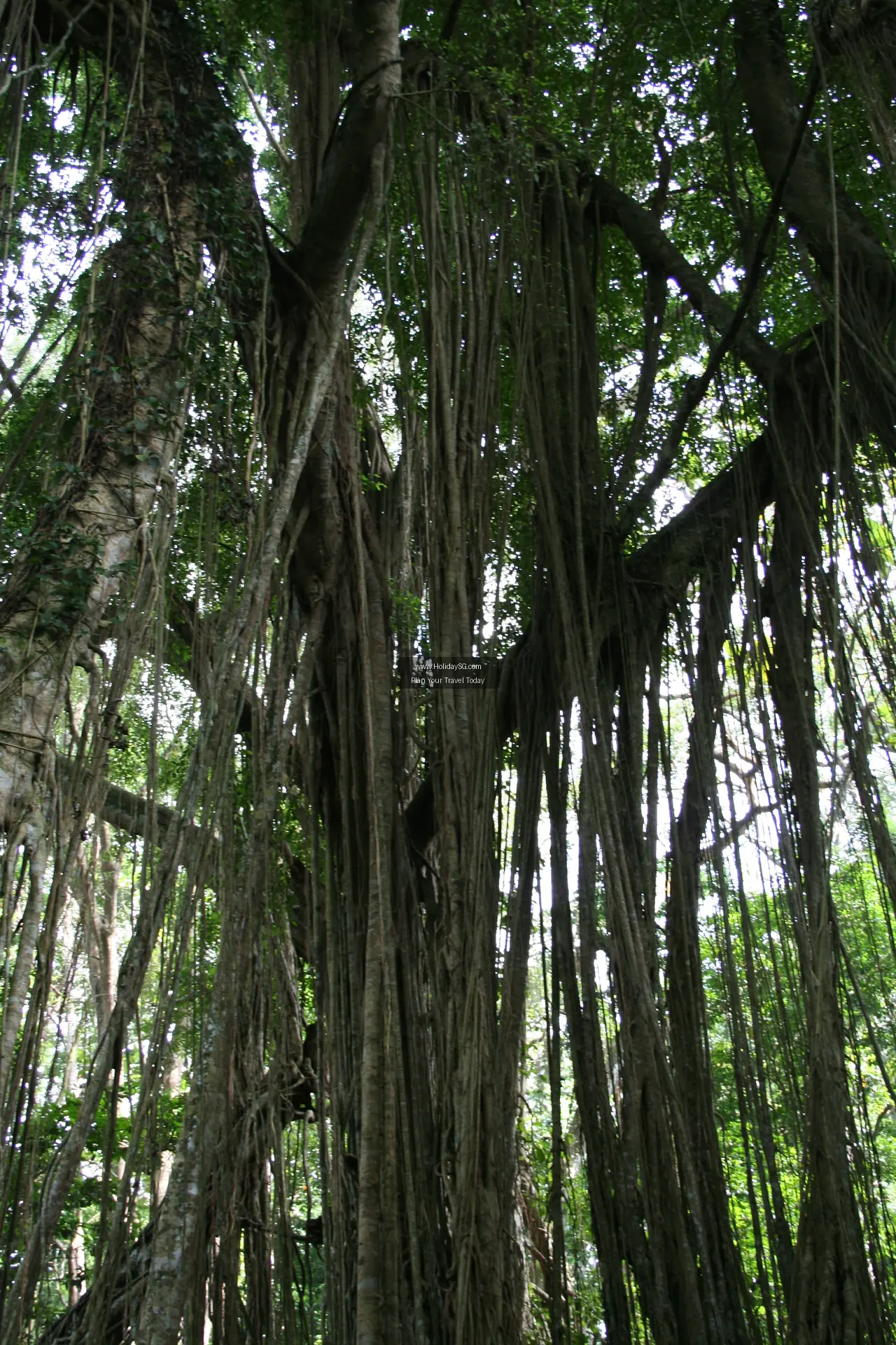 Ubud Monkey Forest Indonesia 005