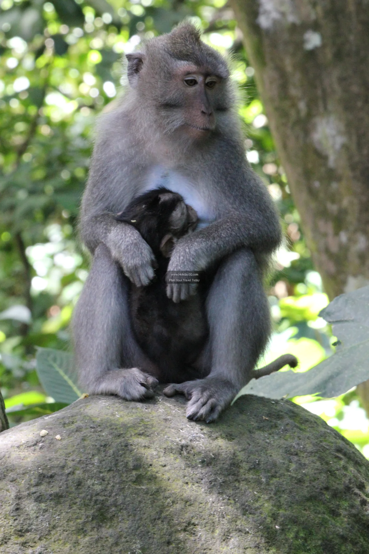 Ubud Monkey Forest, Indonesia – Budget Comparison: Getting the Most for Your Money