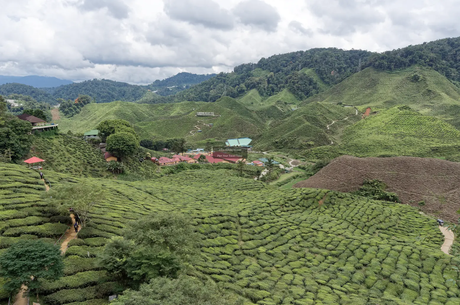 Cameron Highlands Tea Plantations - Malaysia | HolidaySG