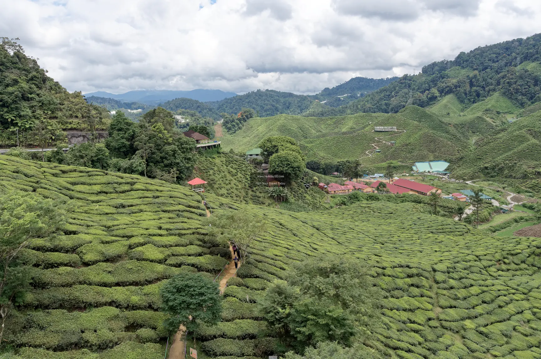 Cameron Highlands Tea Plantations - Malaysia | HolidaySG
