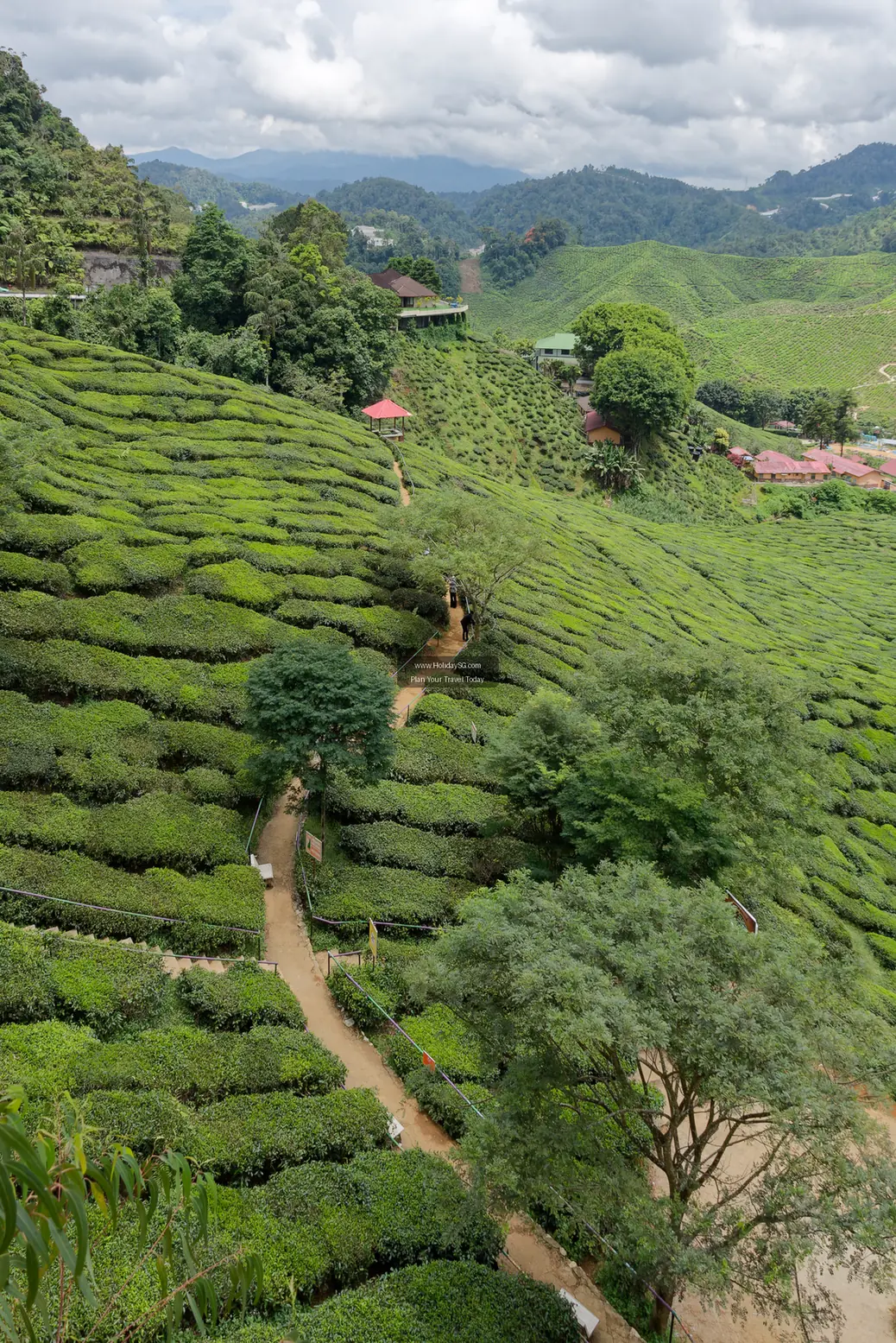 Cameron Highlands Tea Plantations - Malaysia | HolidaySG