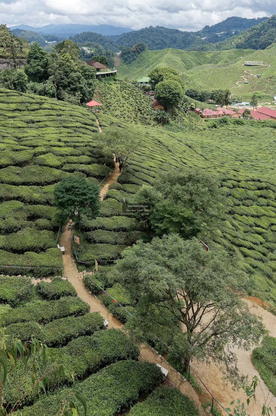 Cameron Highlands Tea Plantations - Malaysia | HolidaySG