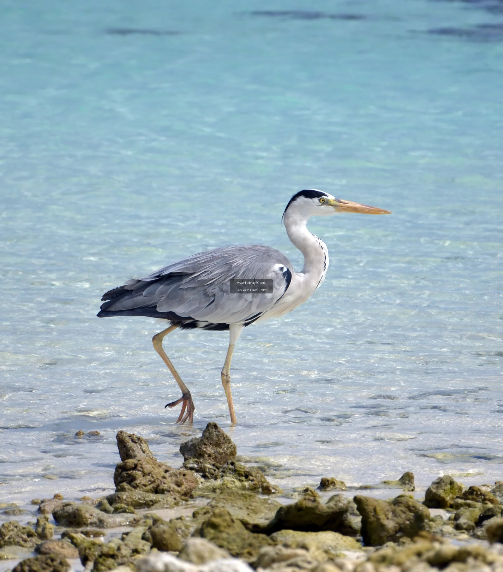 Maldives - Maldives | HolidaySG