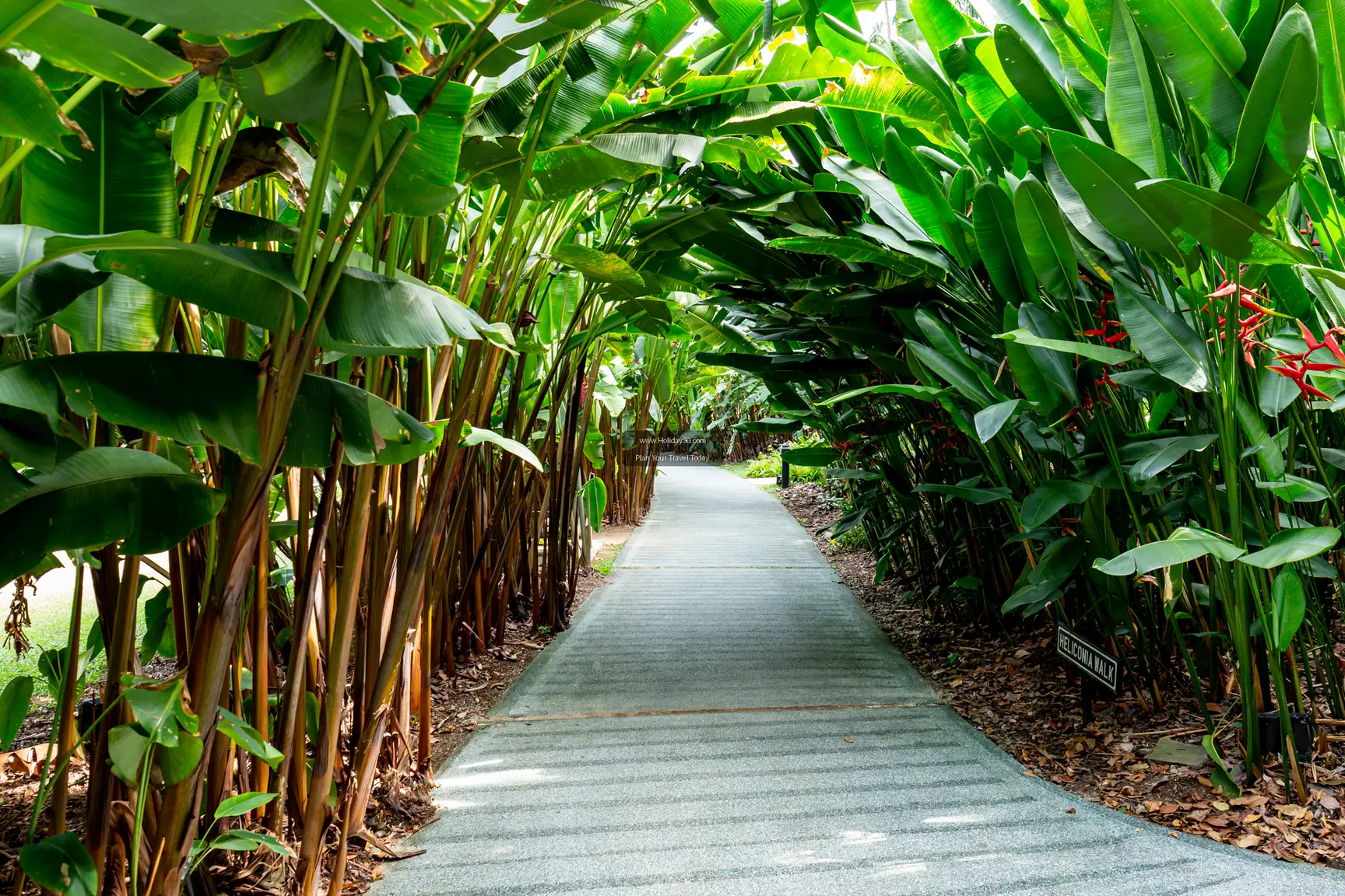 Singapore Botanic Gardens - Singapore | HolidaySG
