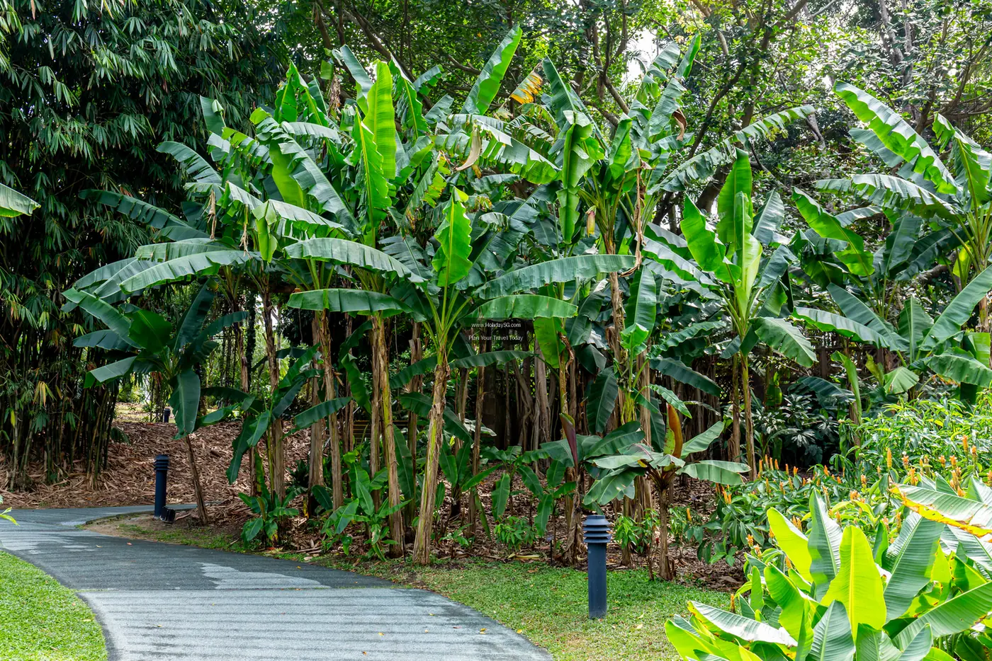 Singapore Botanic Gardens - Singapore | HolidaySG
