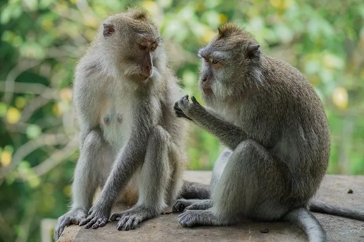 Ubud Monkey Forest Guide