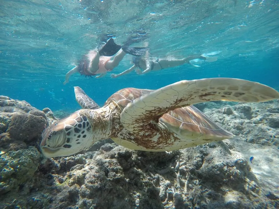 Snorkeling in Gili Islands